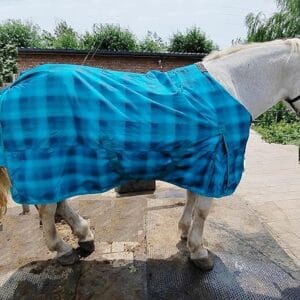 BlueGridonHorse
