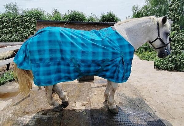 BlueGridonHorse BlueGridonHorse | Ankaier