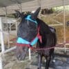 horse fly mask