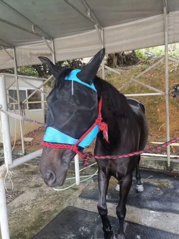 FlyMaskBlueMain1-1000 horse fly mask