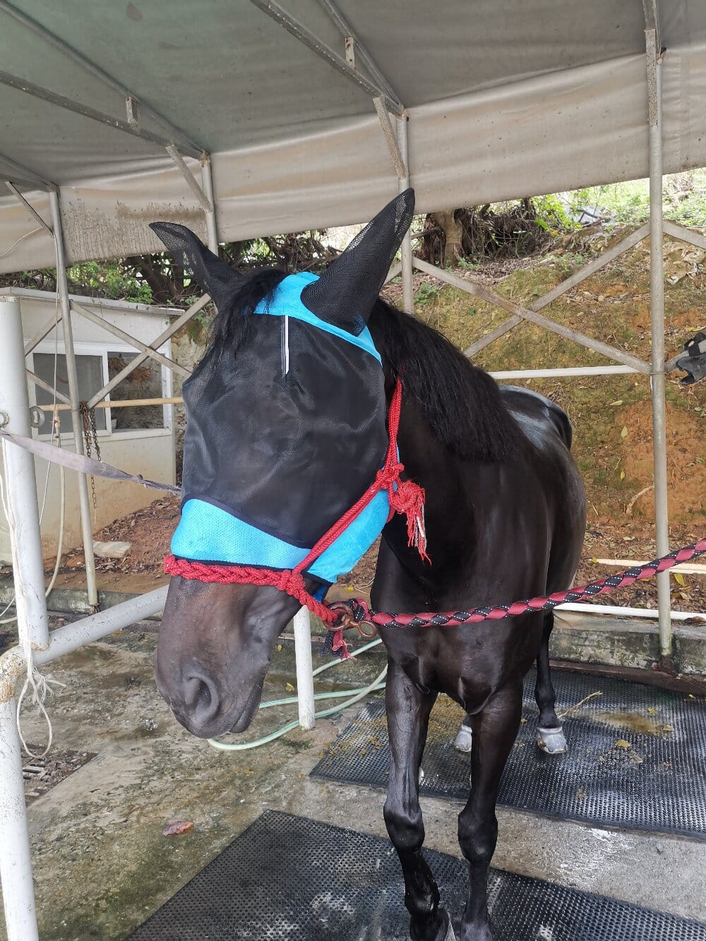 horse fly mask