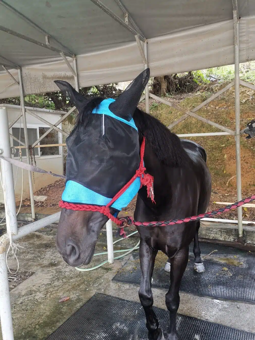 The Methodology of Selection: Choosing the Right Fly Mask 1 horse fly mask