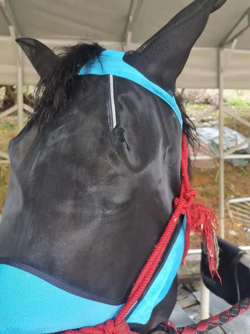 horse fly mask