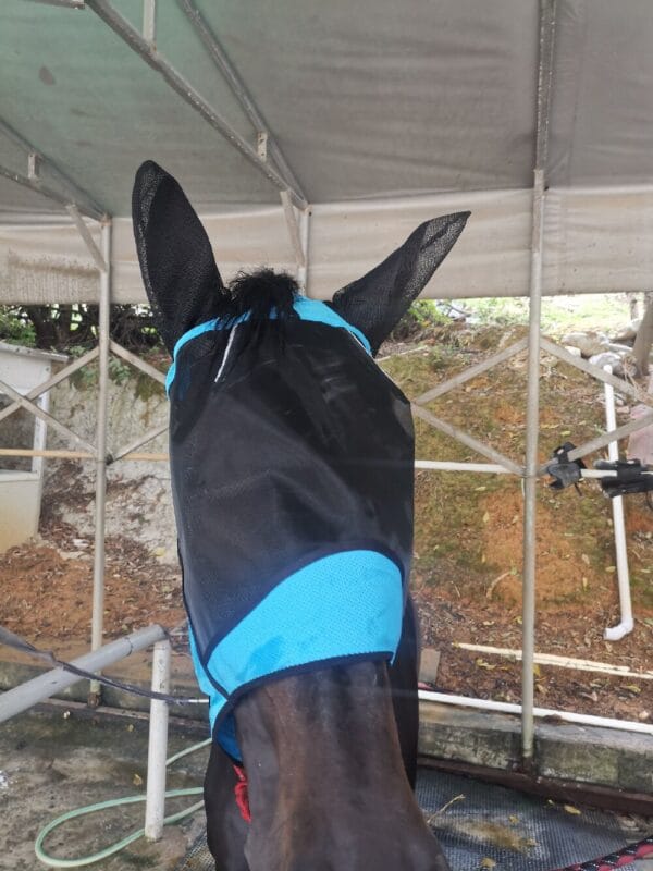 FlyMaskBlueMain6-1000 | Ankaier