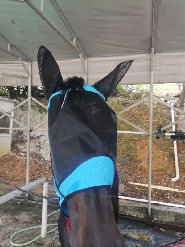 FlyMaskBlueMain6-1000 FlyMaskBlueMain6-1000 | Ankaier