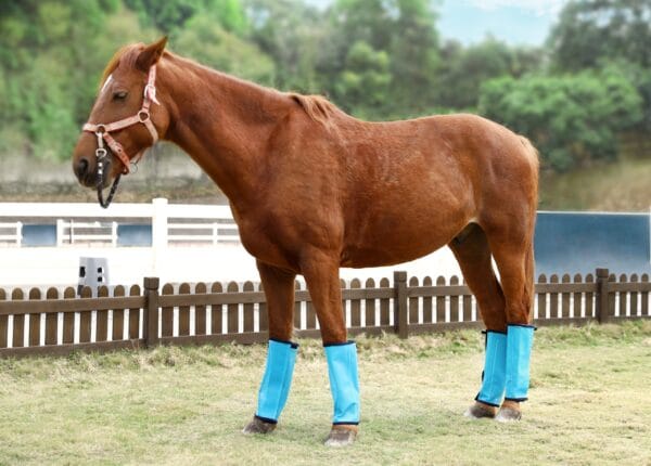 HorseWraps004 HorseWraps004 | Ankaier